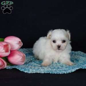 Precious (Tiny), Teddy Bear Puppy